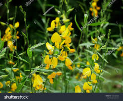 Image result for Crotalaria juncea