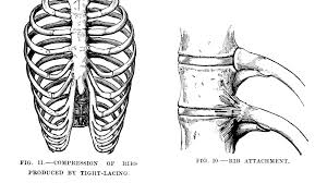 The area under the ribs consists of intercostal muscle, ligaments and tendons, as well as the abdominal obliques, transverus abdominis and rectus abdominis just below the rib cage. 9 Interesting Facts About The Ribs Mental Floss