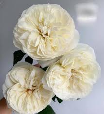 A specific type of rose named Ella.