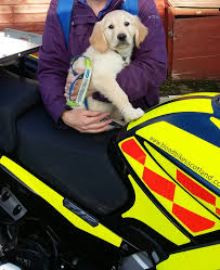 First available male puppy prefer gold to blonde gurkarn gill 4. Meet Lottie The Scottish Puppy With A Purpose Charity Today News