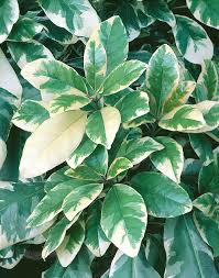 Image result for Pisonia