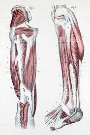 We did not find results for: Muscles And Cartilage On Human Feet Stock Illustration Download Image Now Istock