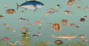 zoo behang vissen afmetingen 5m x 2 6m wallpaper fish size 5m x 2 6m kinderen behang behang vissen