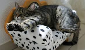 Cat Has Diarrhea But Seems Fine Do You Need To Worry Pets Care