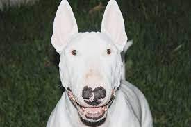 Tbt To 2011 When Homie Still Had Some Pink Left In His Nose Pigdog Pig Dog English Bull Terriers English Bull