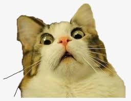 We did not find results for: Cat Meme Png Images Free Transparent Cat Meme Download Kindpng