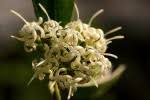Image result for Coptosperma rhodesiacum