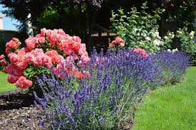 Der Romantische Garten Garten Lavendel Garten Pflanzen