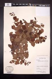 Image result for Acokanthera schimperi