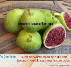 Ketahuilah 3 perkara penting mengenai pokok tin sebelum anda menanamnya. Bibit Tin Green Yordan Murah Info Tanaman Buah