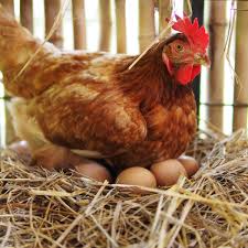 Rob and feifei explain an expression that warns about depending too much on one idea. Curious Kids Why Do Hens Still Lay Eggs When They Don T Have A Mate