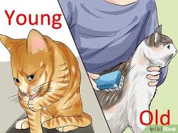 This, along with sticky dirt, forms mats that not only are unattractive, but can cause your little one serious discomfort. How To Detangle Cat Fur 11 Steps With Pictures Wikihow Pet