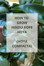 I'm not happy that i spent so much for 3 cuttings, but it took so long to get them, i'm not going to even bother trying to change this, just a warning to whoever else. Hoya Compacta 7 Great Growing Tips For Hindu Rope Plant