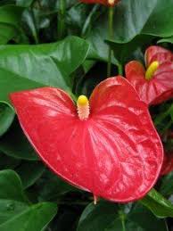 Maybe you would like to learn more about one of these? 20 Types Of Tropical Flowers With Pictures Flower Glossary