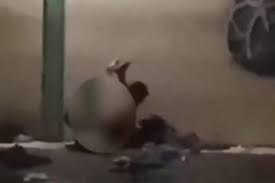 Fakta Video Viral Sejoli Mesum di Pinggir Jalanan Kota Bandung - Tajuk  Flores