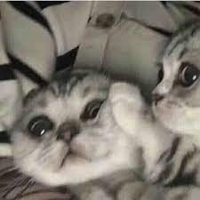 Hope this can help you :) ; Pin Oleh Ayaka Ay Di Boss Meo Gambar Kucing Lucu Anak Kucing Gemas Anak Kucing Menggemaskan