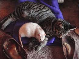 Momen ayahnya meninggal dijadikan konten, ria ricis banjir hujatan dari warganet. Gambar Kucing Dan Tikus Akur