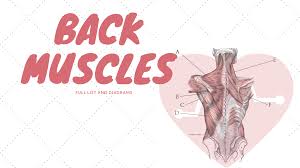 Intermediate back muscles and c. Back Muscles Names And Diagram Science Trends