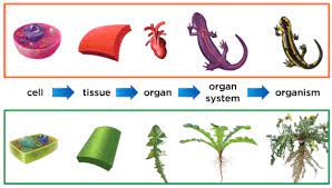 Maybe you would like to learn more about one of these? Ch1 1 Cells Tissue Organ Organ Systems Organism Same Images As Used In Mcgrawhill Gr 5 Science Textbook Science Textbook Organ System Textbook