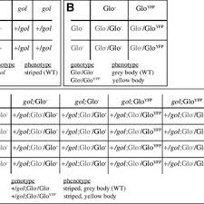 Each question should be answered by a different partner (i.e. Pdf Using Zebrafish To Learn Statistical Analysis And Mendelian Genetics
