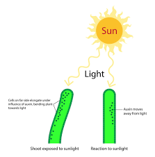 Check spelling or type a new query. Plant Auxins Phototropism Geotropism Biology Online Tutorial