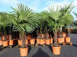 Winterharte palmen wie die hanfpalme bringen exotisches flair in den garten. Xxl Palme Winterhart 150 180 Cm Kaufland De