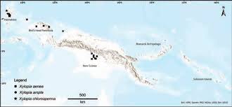 Image result for Xylopia collina