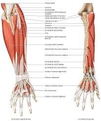 Muscles Of The Forearm That Move The Wrist Hand Thumb And Digits Forearm Muscles Skeletal Muscle Muscle Anatomy