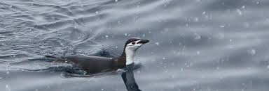 The structural configuration of the knees of a penguin is based on the same structure of bones that give form to a human leg. Do Penguins Have Knees And Other Frequently Asked Questions Penguins International