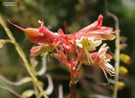 Image result for Erythrophysa