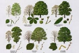 By Pulpbits Com Tree Leaf Identification Tree Identification Leaf Identification