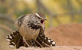 They have got one of the harsh voices. Cactus Wren