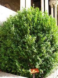 Types Of Boxwood Shrubs Boxwood Boxwood Shrub Landscaping Shrubs Box Wood Shrub Boxwood Landscaping