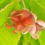 Image result for Tetracera boiviniana