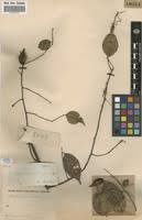 Image result for Chrysophyllum welwitschii