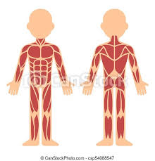 Muscle charts and stretching tips: Muscle Anatomy Chart Stylized Muscle Anatomy Chart Front And Back Male Body Major Muscles Flat Cartoon Vector Style Canstock