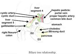 Bile is directed through these ducts to the second part of duodenum at major duodenal papilla. Biliary Tract Biliary Tree Anatomy