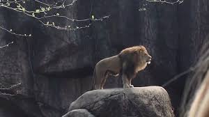  11 Ide Lion Di 2021 Binatang Hewan Fotografi Hewan