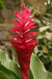 Check spelling or type a new query. Tropical Ginger Plants Exotic Ginger Flower Alpinia Purpurata