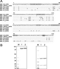 At cleardefense pest control we use only environmentally responsible products. Generation And Selection Of Novel Fully Human Monoclonal Antibodies That Neutralize Dickkopf 1 Dkk1 Inhibitory Function In Vitro And Increase Bone Mass In Vivo Journal Of Biological Chemistry