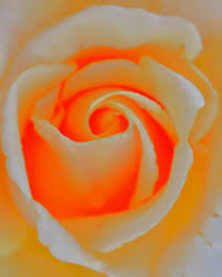 Check spelling or type a new query. Rose Ii Homage To Georgia O Keeffe Limited Edition Of 10 Photography By Angelo Dorigo Saatchi Art