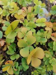 Image result for Marsilea apposita
