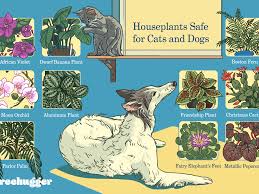 Let's start with the good news. 15 Houseplants That Are Safe For Cats And Dogs