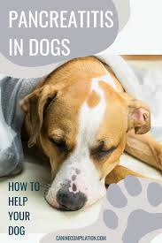 Per 10 pounds of body weight for dog with high lipid levels; Pancreatitis Symptoms Prevention And Causes In 2021 Pancreatitis In Dogs Dogs Dog Care
