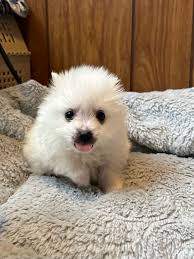 Puppy upset sister stole bone