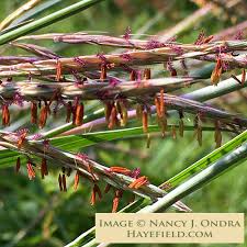 Image result for Andropogon lima