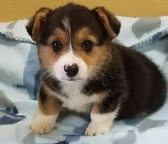 Red/white, outstanding temperaments, intelligence and quality. Pembroke Welsh Corgi Puppies For Sale Westown Wi 292112