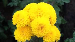Chamomile Indian Yellow Flowers 15 For One Plant