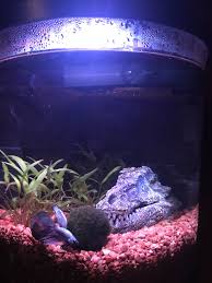 They are available in a few sizes with the biggest being 5 gallons, which happens to be the perfect size for small fish like a betta fish and some small decorations. 3 5 Gallon Top Fin Enchant Moss Ball Dumbo Fin Betta Tree Skull Betta Gallon Aquarium