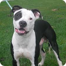 Find american bulldog puppies and dogs for adoption today! Valparaiso In American Bulldog Meet Pirate A Pet For Adoption